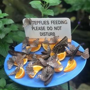 Meet your Posher, Tenzin